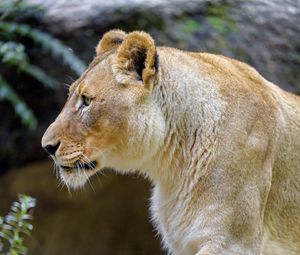 Preview wallpaper lioness, paw, predator, big cat