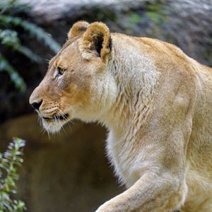 Preview wallpaper lioness, paw, predator, big cat