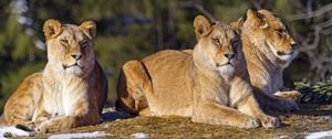 Preview wallpaper lioness, paws, predator, big cat, snow, animal