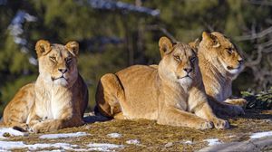Preview wallpaper lioness, paws, predator, big cat, snow, animal