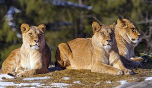 Preview wallpaper lioness, paws, predator, big cat, snow, animal