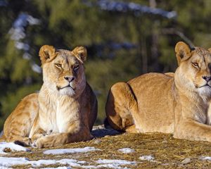 Preview wallpaper lioness, paws, predator, big cat, snow, animal
