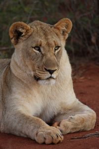 Preview wallpaper lioness, paws, predator, big cat