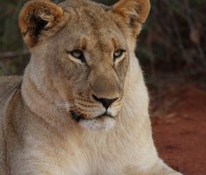 Preview wallpaper lioness, paws, predator, big cat