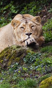 Preview wallpaper lioness, pose, big cat, predator