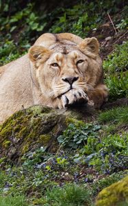 Preview wallpaper lioness, pose, big cat, predator