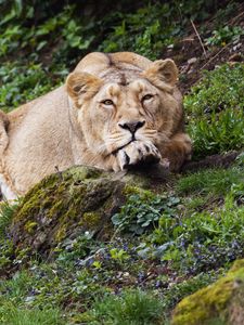 Preview wallpaper lioness, pose, big cat, predator