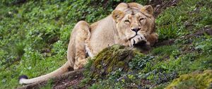 Preview wallpaper lioness, pose, big cat, predator