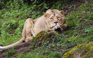 Preview wallpaper lioness, pose, big cat, predator
