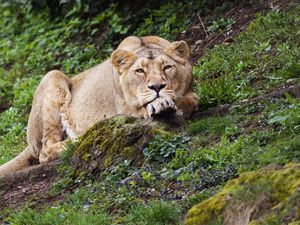 Preview wallpaper lioness, pose, big cat, predator