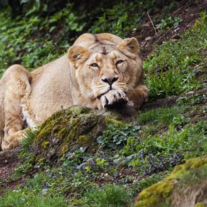 Preview wallpaper lioness, pose, big cat, predator