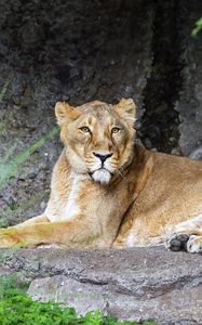 Preview wallpaper lioness, pose, predator, wildlife, stone