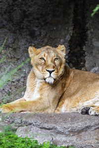 Preview wallpaper lioness, pose, predator, wildlife, stone