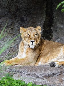 Preview wallpaper lioness, pose, predator, wildlife, stone