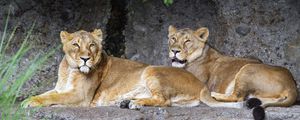 Preview wallpaper lioness, pose, predator, wildlife, stone