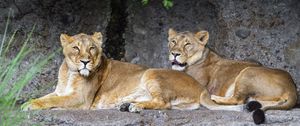 Preview wallpaper lioness, pose, predator, wildlife, stone
