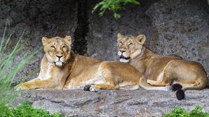 Preview wallpaper lioness, pose, predator, wildlife, stone