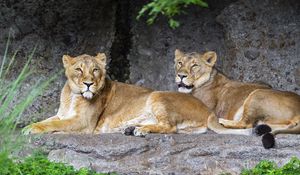 Preview wallpaper lioness, pose, predator, wildlife, stone