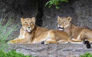 Preview wallpaper lioness, pose, predator, wildlife, stone