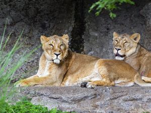 Preview wallpaper lioness, pose, predator, wildlife, stone