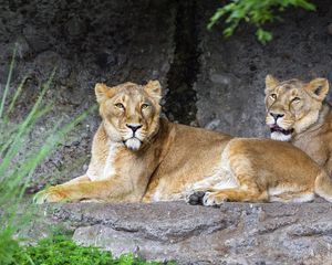 Preview wallpaper lioness, pose, predator, wildlife, stone