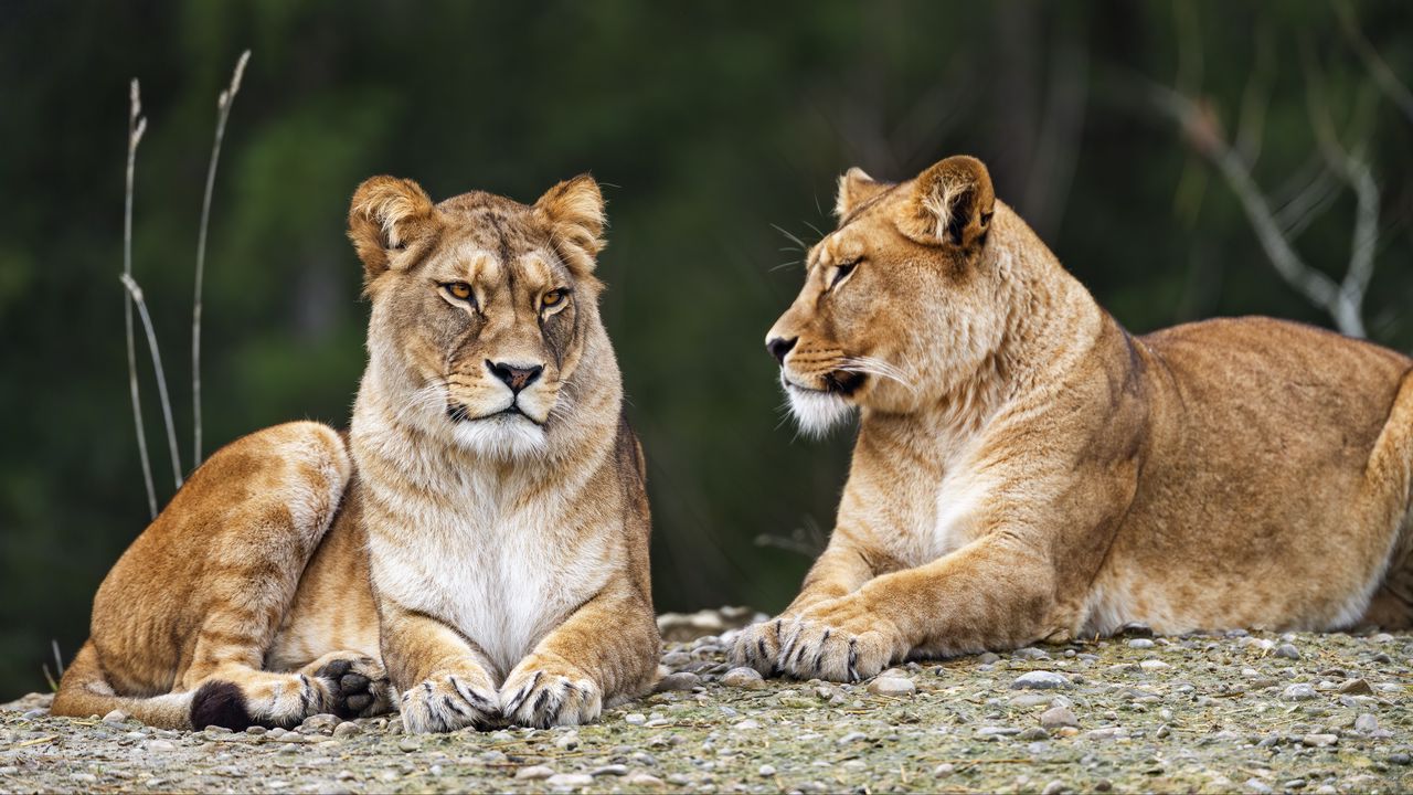 Wallpaper lioness, pose, predator, wildlife, animal, blur