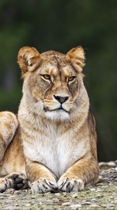 Preview wallpaper lioness, pose, predator, wildlife, animal, blur