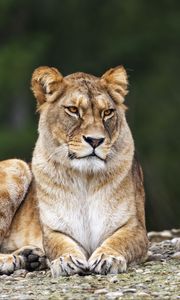 Preview wallpaper lioness, pose, predator, wildlife, animal, blur