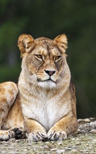 Preview wallpaper lioness, pose, predator, wildlife, animal, blur