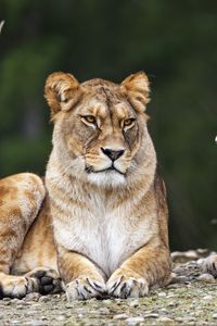 Preview wallpaper lioness, pose, predator, wildlife, animal, blur