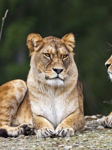Preview wallpaper lioness, pose, predator, wildlife, animal, blur