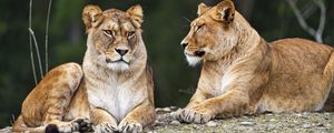 Preview wallpaper lioness, pose, predator, wildlife, animal, blur