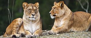 Preview wallpaper lioness, pose, predator, wildlife, animal, blur