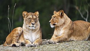 Preview wallpaper lioness, pose, predator, wildlife, animal, blur