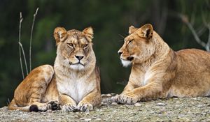 Preview wallpaper lioness, pose, predator, wildlife, animal, blur