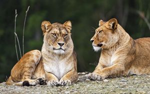 Preview wallpaper lioness, pose, predator, wildlife, animal, blur