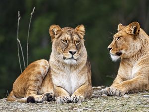 Preview wallpaper lioness, pose, predator, wildlife, animal, blur