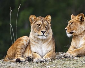 Preview wallpaper lioness, pose, predator, wildlife, animal, blur