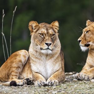 Preview wallpaper lioness, pose, predator, wildlife, animal, blur