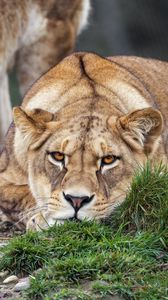 Preview wallpaper lioness, pose, predator, wildlife, grass