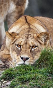 Preview wallpaper lioness, pose, predator, wildlife, grass