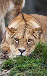 Preview wallpaper lioness, pose, predator, wildlife, grass