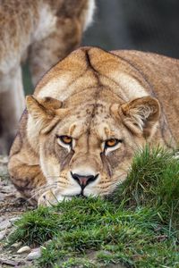 Preview wallpaper lioness, pose, predator, wildlife, grass