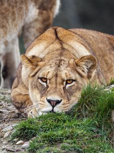 Preview wallpaper lioness, pose, predator, wildlife, grass