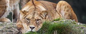 Preview wallpaper lioness, pose, predator, wildlife, grass