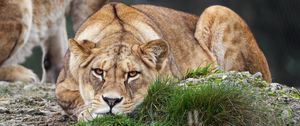 Preview wallpaper lioness, pose, predator, wildlife, grass
