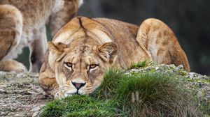 Preview wallpaper lioness, pose, predator, wildlife, grass