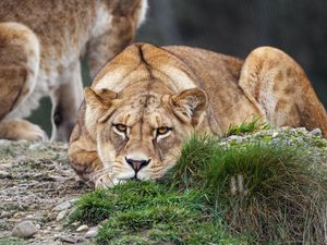 Preview wallpaper lioness, pose, predator, wildlife, grass