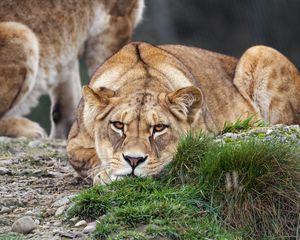 Preview wallpaper lioness, pose, predator, wildlife, grass