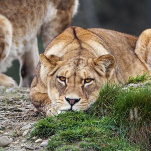 Preview wallpaper lioness, pose, predator, wildlife, grass